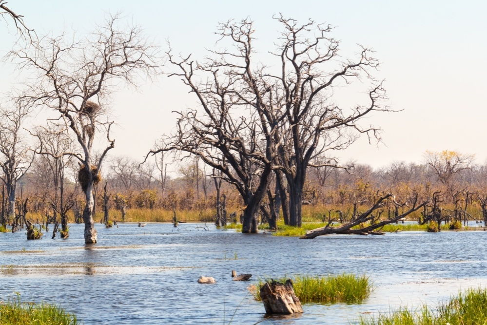 okavango_-_1._1000