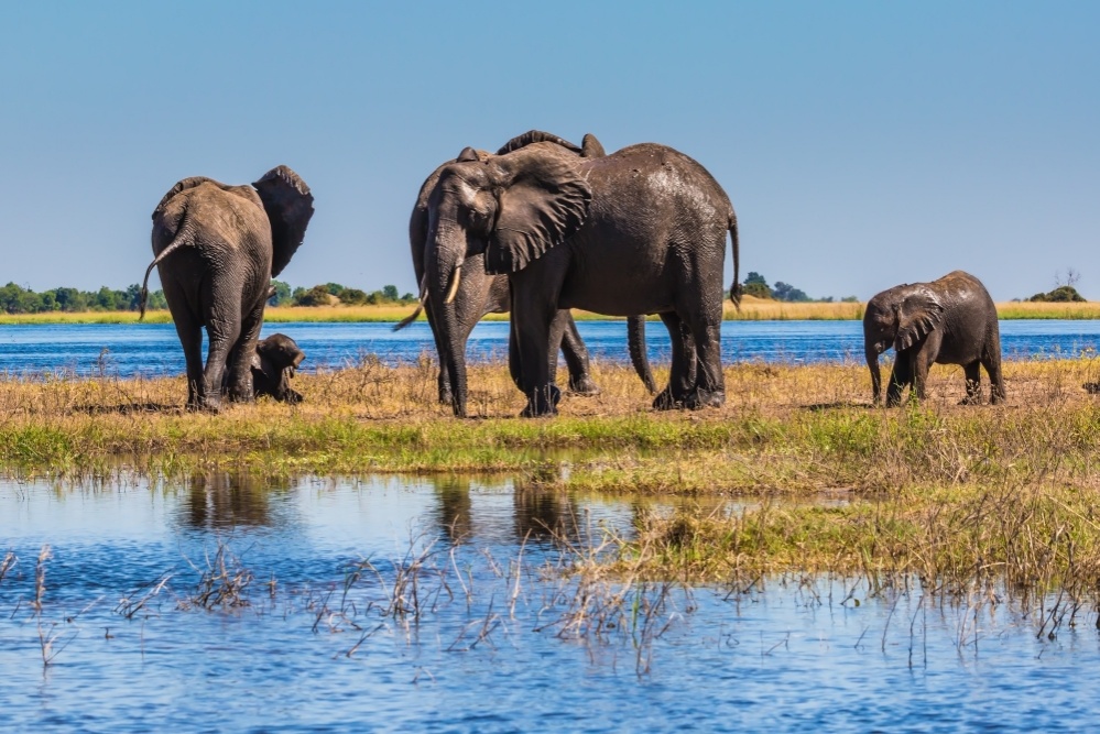 okavango_-_2._1000