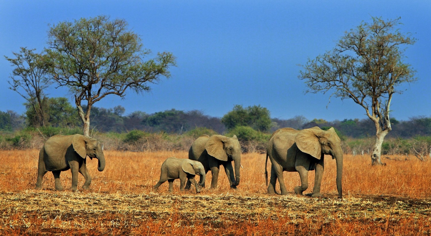 Sloní rodina v safari NP South Luangwa v Zambii