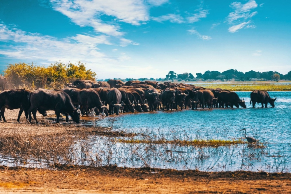 stádo bizonů u vody na safari v Namibii