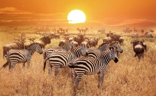 stdo_zeber_a_buvol_africkch_pod_zapadajccm_sluncem_v_africk_divoin_520
