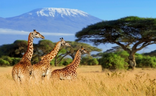 ti_africk_irafy_pod_vrcholem_hory_kilimandaro_v_keni._520