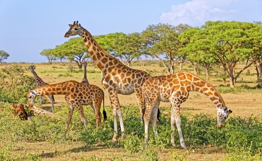 ti_irafy_v_africk_bui_520
