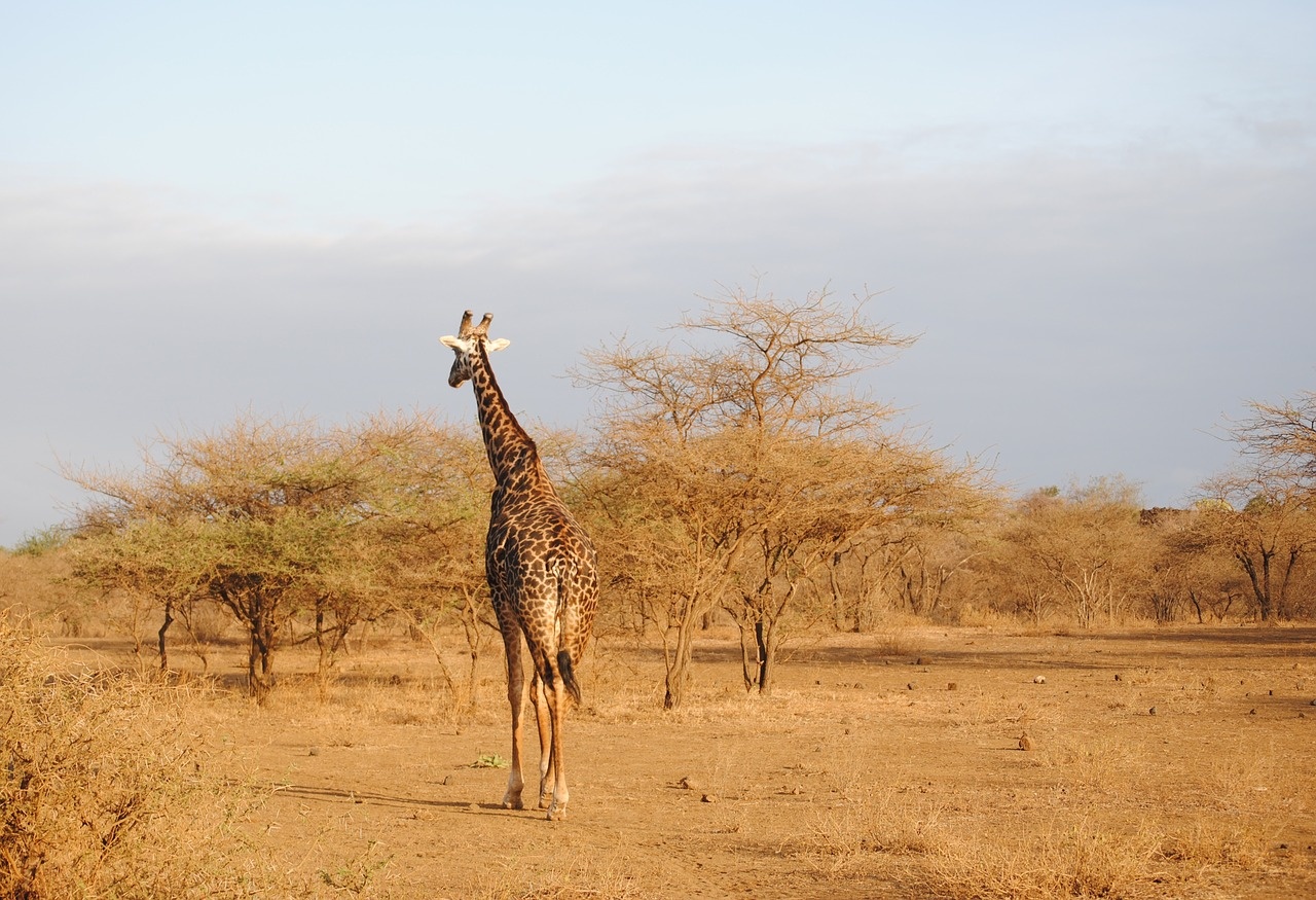 tsavo2_1280