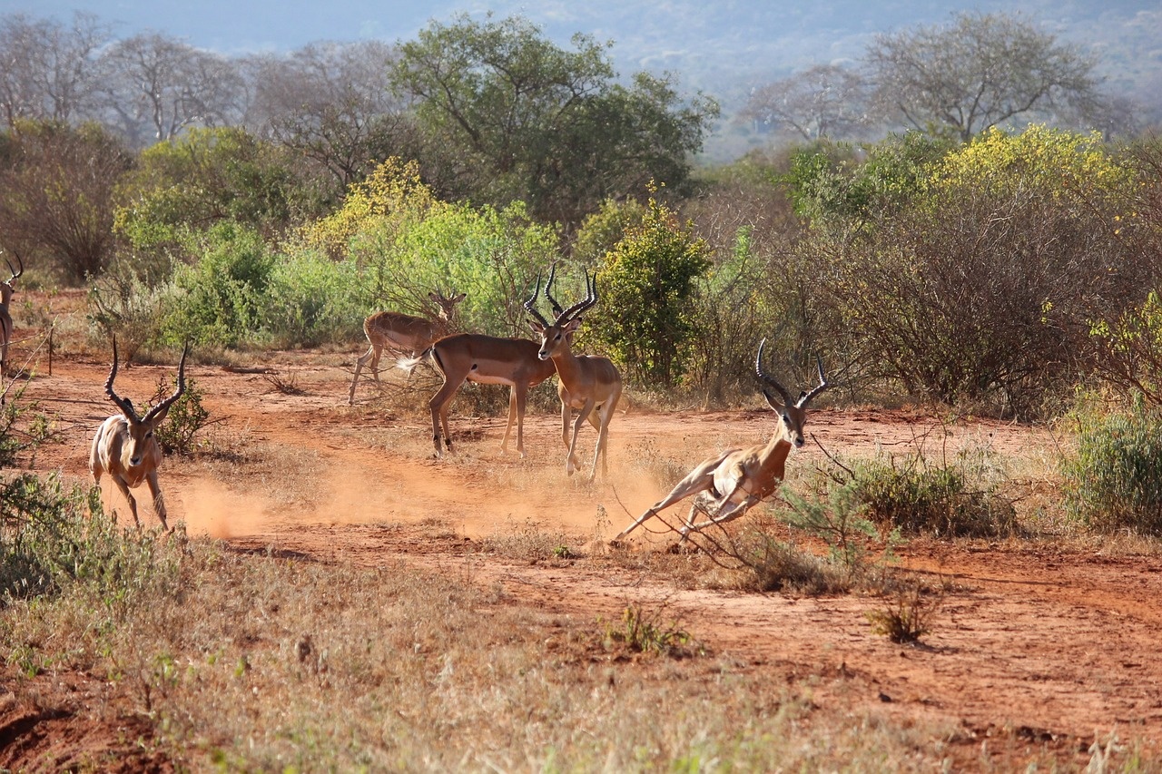 tsavo5_1280