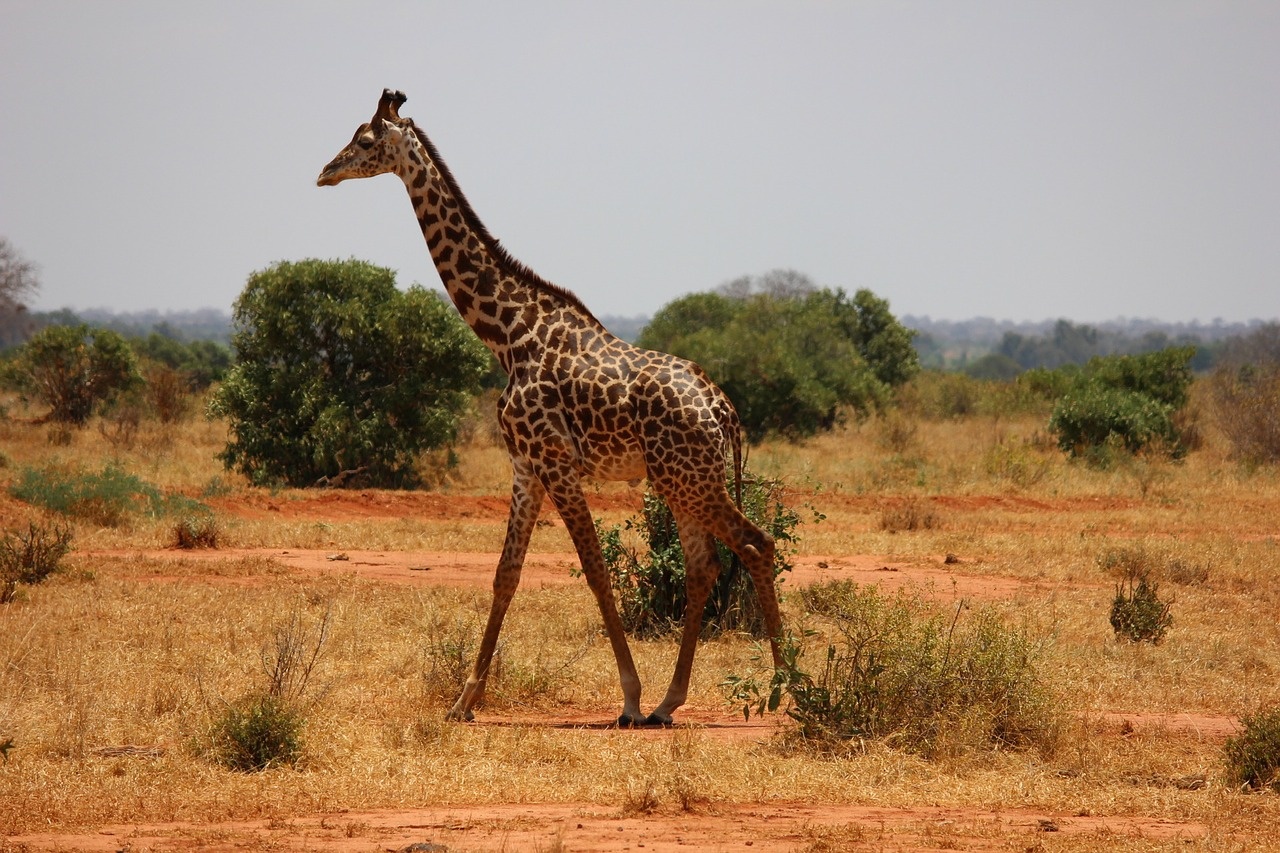 tsavo6_1280