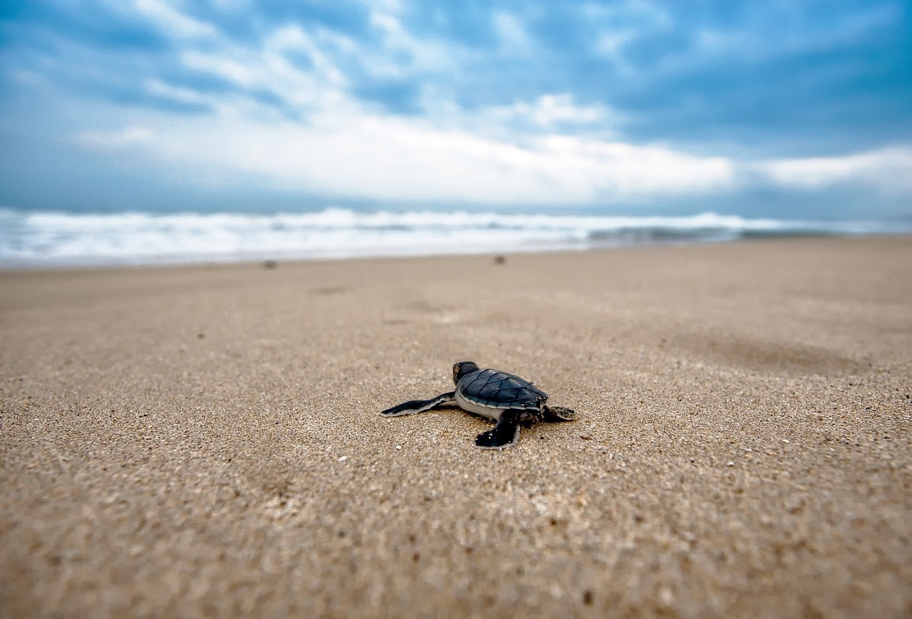 turtle-2201433_1280_1280